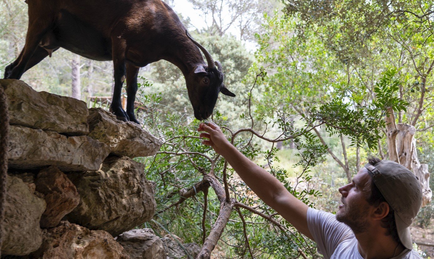 ponys in the reserve