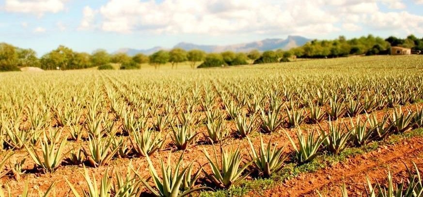 tour around the aloe vera farm
