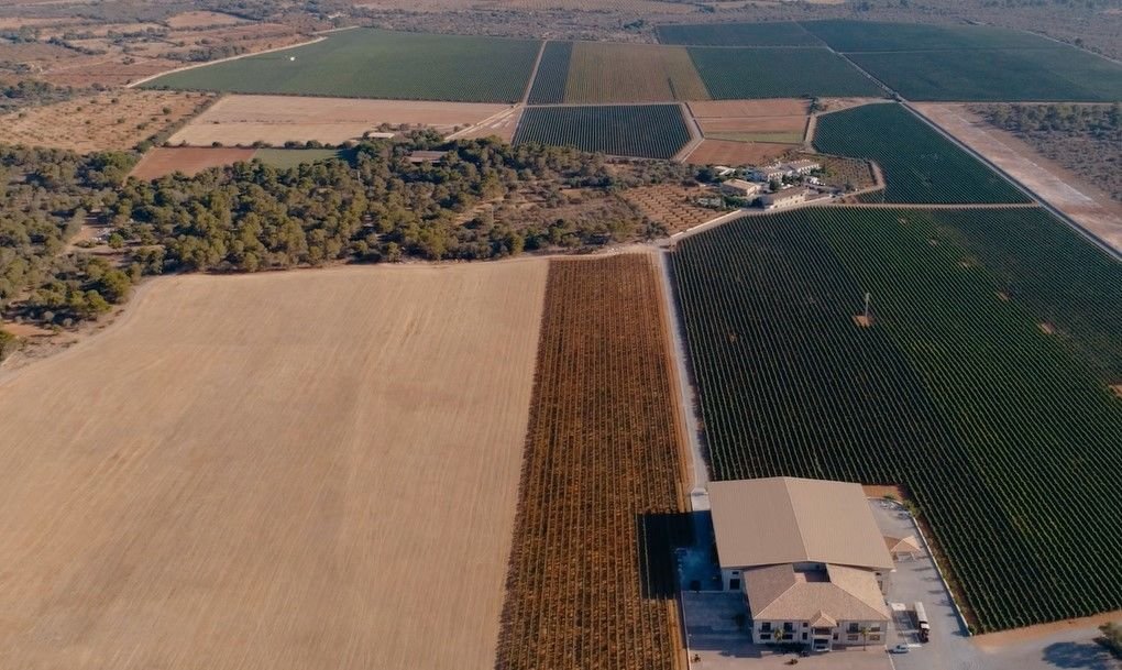 vineyards of mallorca