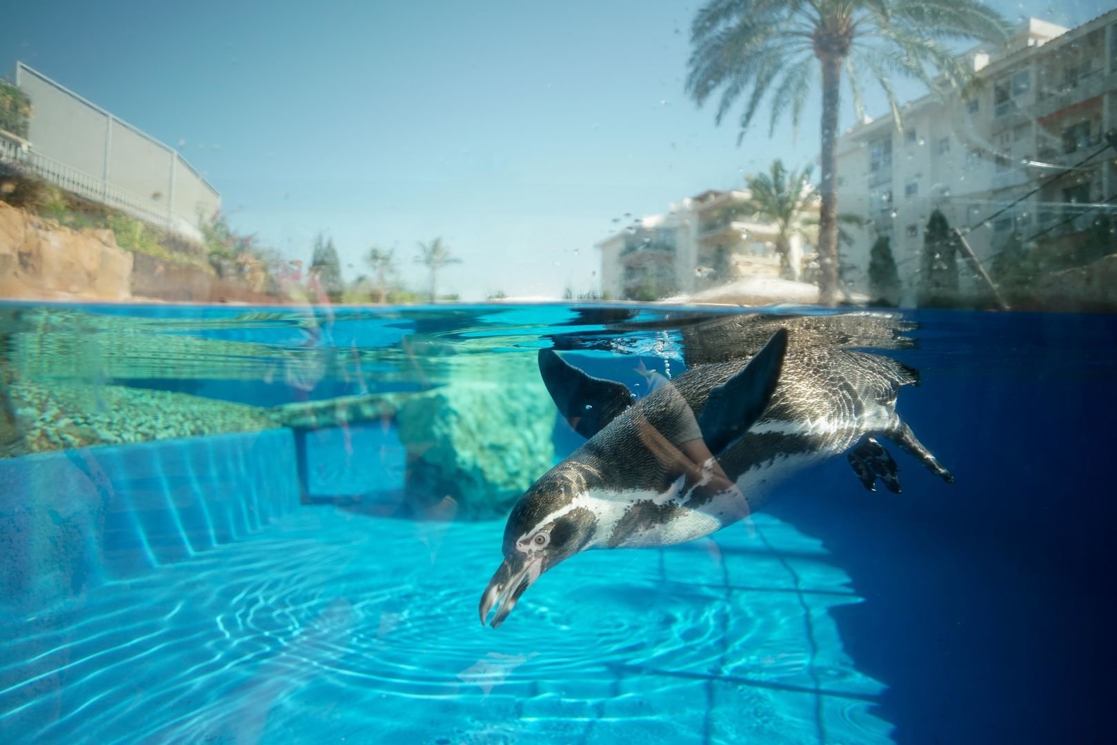 marineland zoo mallorca