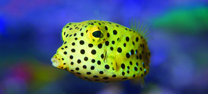 The most visited park