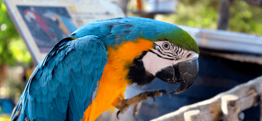 parrots at rancho grande park