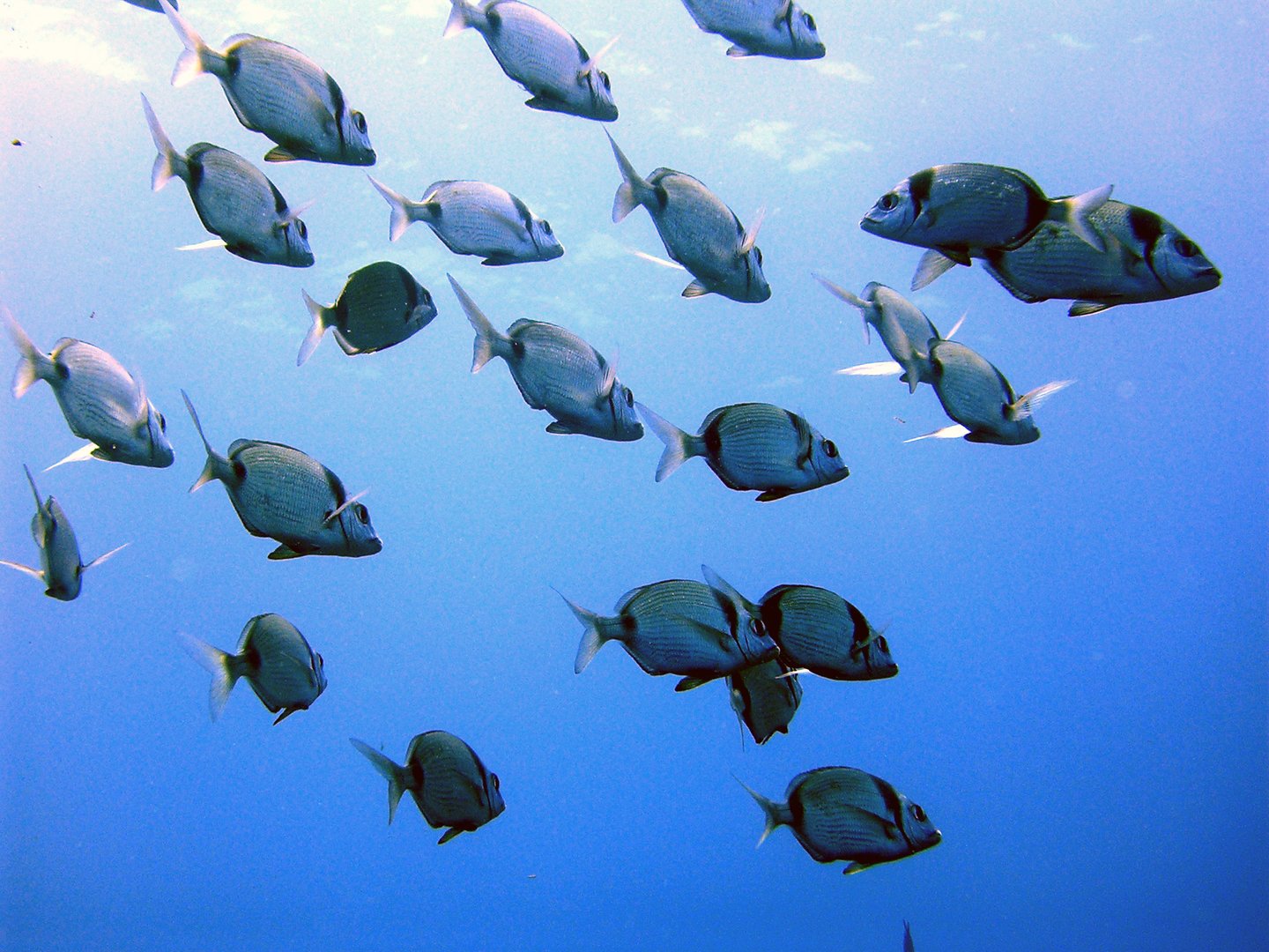 school of fish in the sea