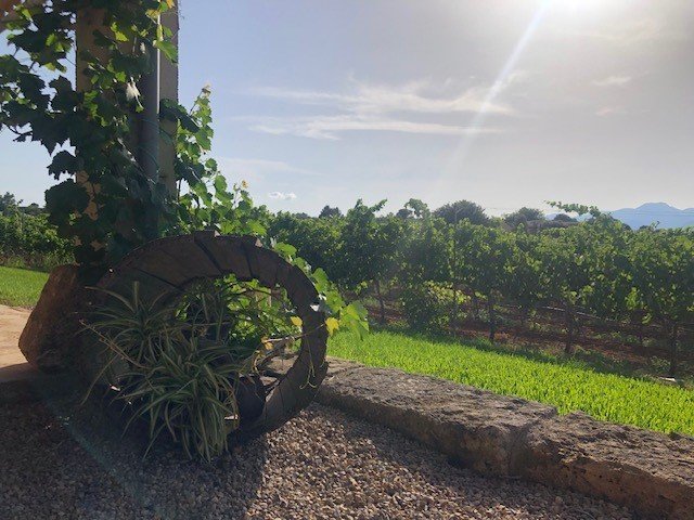 butxet winery vineyard